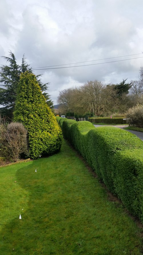 comox valley hedge trimming